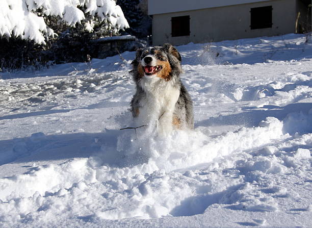 istock happy dog in snow 530632675