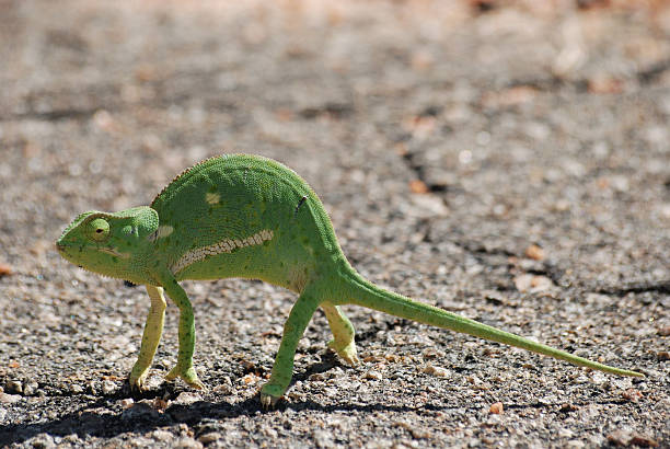 istock Chameleon crossing the road 530634293