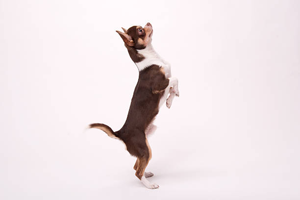 istock adorable Chihuahua puppy on white   background 530634671