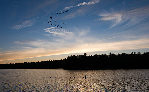 istock Canadian Geese Flying at Sunset 530636405