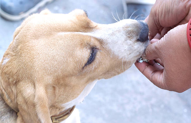 istock close up beagle dog looking 530637553