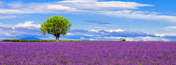 Panoramic view of lavender field with tree, France.