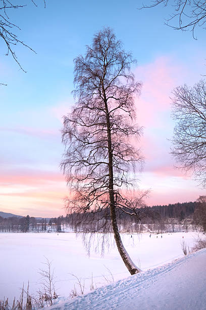 Footpath and birch tree at sunset in December, Bogstad Oslo Norway