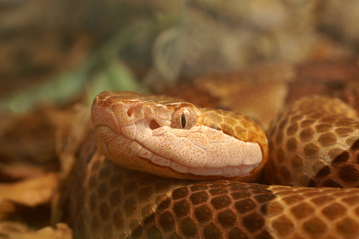 A harmless Western Natal Green Snake (Philothamnus occidentalis) basking in the wild