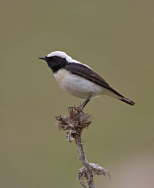 Black-eared Wheatear (Oenanthe hispanica) Black-eared Wheatear (Oenanthe hispanica) oenanthe hispanica stock pictures, royalty-free photos & images