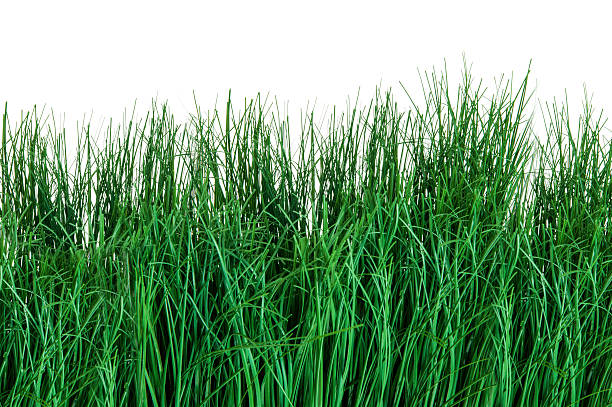 데테일 녹색 잔디 - long leaf grass blade of grass 뉴스 사진 이미지