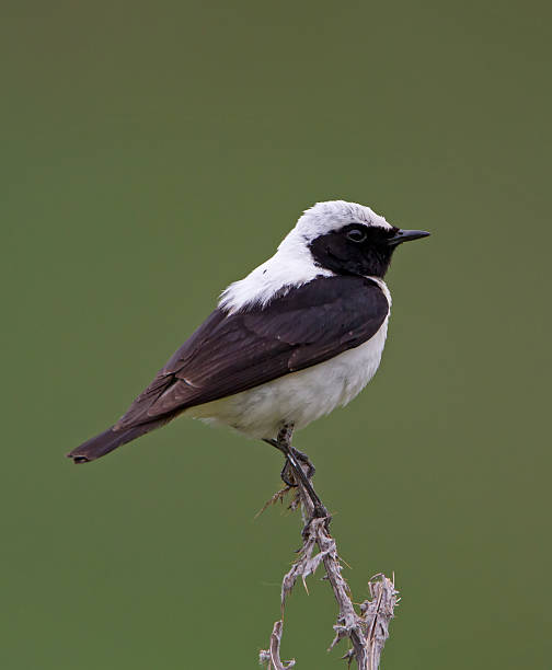 Black-eared Wheatear (Oenanthe hispanica) Black-eared Wheatear (Oenanthe hispanica) oenanthe hispanica stock pictures, royalty-free photos & images