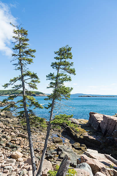 istock Two Pines on Rocky Coast Near Bar Harbor 530641287