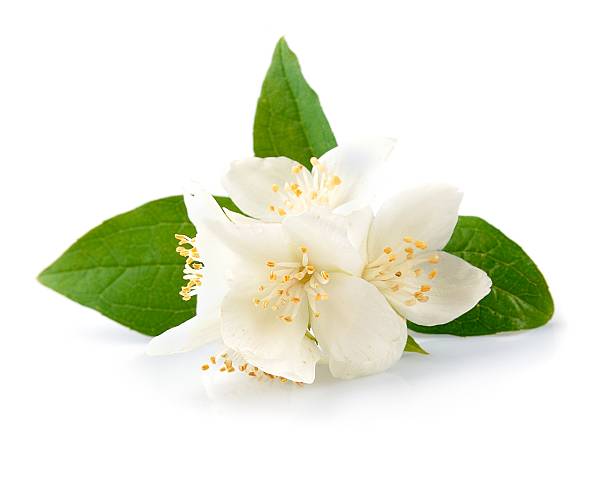 istock White flowers of jasmine 530641737