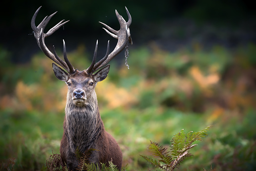 A beautiful red stag portrait.