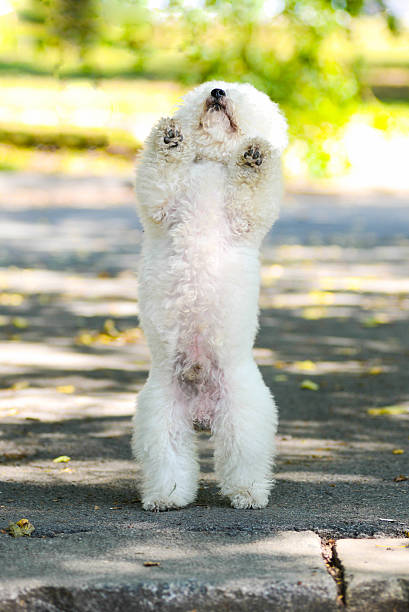 istock Bichon Frieze 530646115