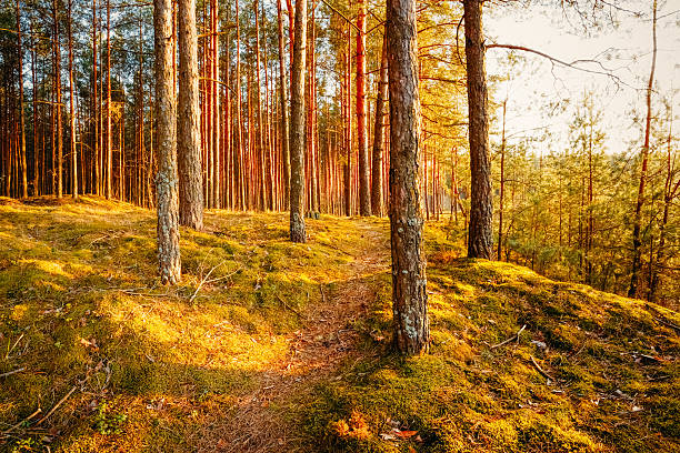 istock Sunset In Autumn Forest 530646297