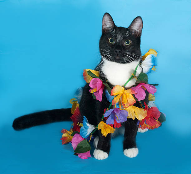 istock Black and white Cat in decorative wreath lies on blue 530646483