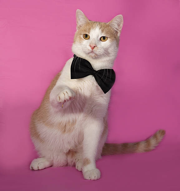 istock Red and white cat in bow tie sitting on pink 530646525