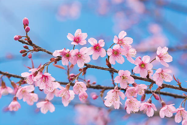 istock Sakura flowers, is on blue sky background 530646583