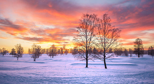 Birch trees at sunset in December, Bogstad Oslo Norway