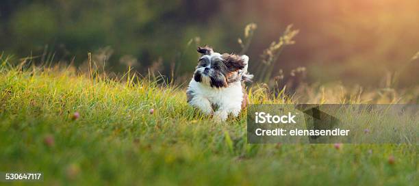 Shih Tzu Puppy Running In Grass Stock Photo - Download Image Now - Shih Tzu, Puppy, Activity