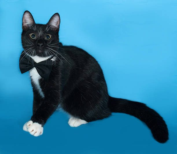 istock Black and white Cat in bow tie sitting on blue 530647131