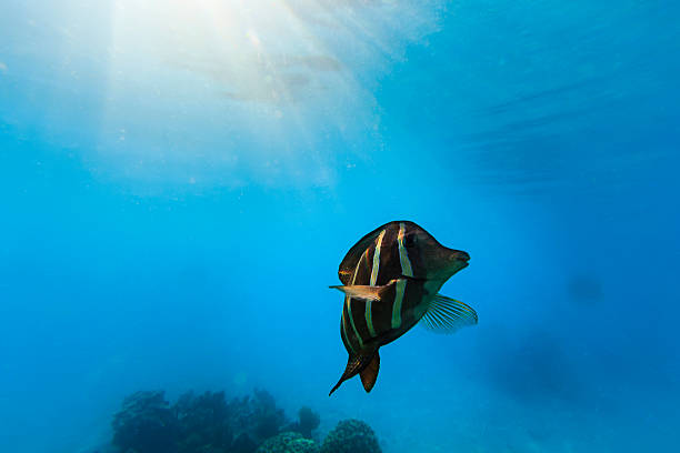 istock Sailfin Tang Fish Under Light Sunburst in Rangiroa, French Polynesia 530648039