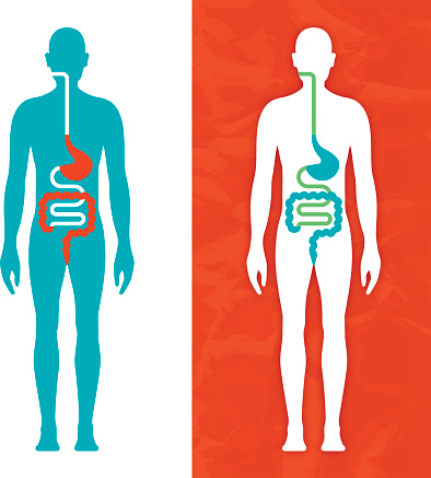 Human body with digestive system diagram modern healthcare concept. EPS 10 file. Transparency effects used on highlight elements.