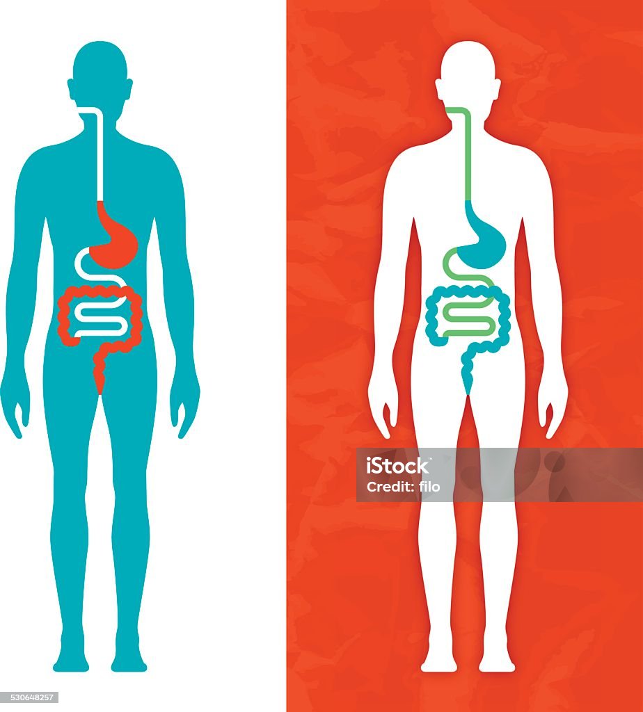 Digestive System Human body with digestive system diagram modern healthcare concept. EPS 10 file. Transparency effects used on highlight elements. The Human Body stock vector