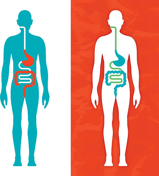Digestive System Human body with digestive system diagram modern healthcare concept. EPS 10 file. Transparency effects used on highlight elements. medicine silhouettes stock illustrations