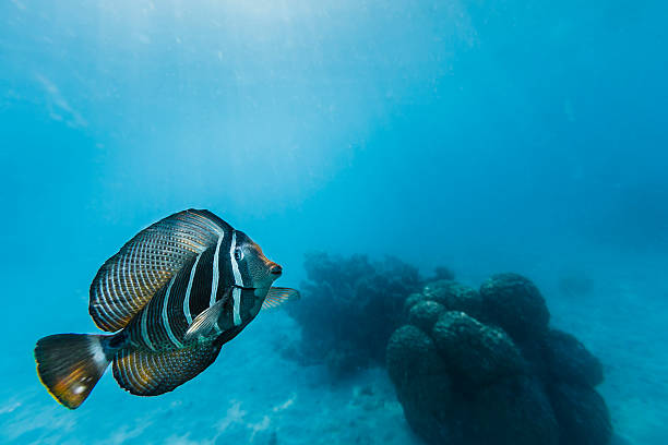 Sailfin Tang Fish Turning to Camera