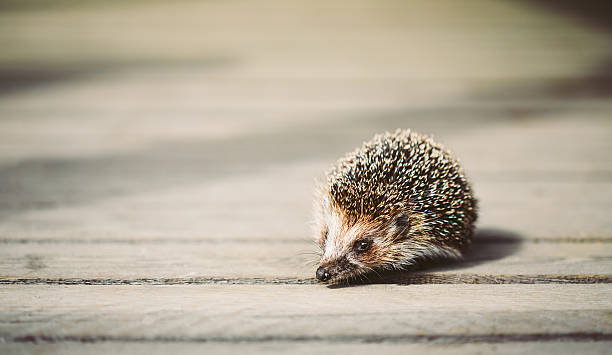 istock Small Funny Hedgehog On Wooden Floor 530648335