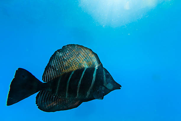 Sailfin Tang Fish in Clear Water in Rangiroa