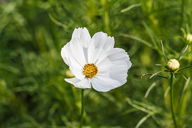 istock Cosmos flowers in garden 530649065