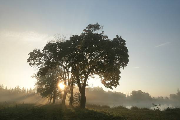 istock Maple trees on a foggy autumn morning 530649231