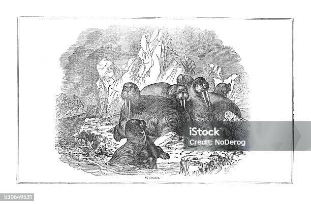 Walruses Historical Engraving Stock Illustration - Download Image Now - 1840-1849, Animal, Animal Wildlife