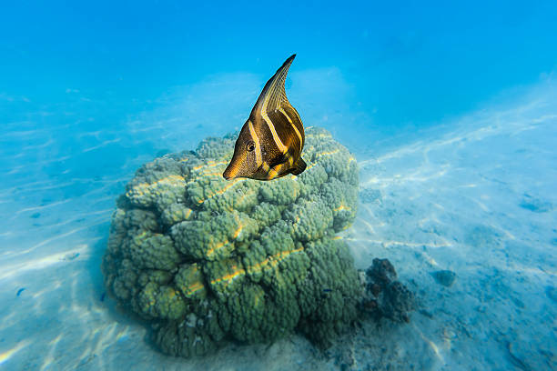 Sailfin Tang Fish Turning to Camera