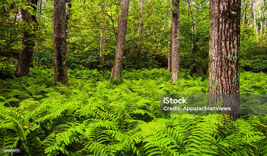 Ferns and trees in a forest, Shenandoah National Park, Virginia. Rural Scene Stock Photo