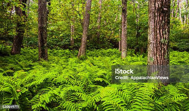 Ferns And Trees In A Forest Shenandoah National Park Virginia Stock Photo - Download Image Now