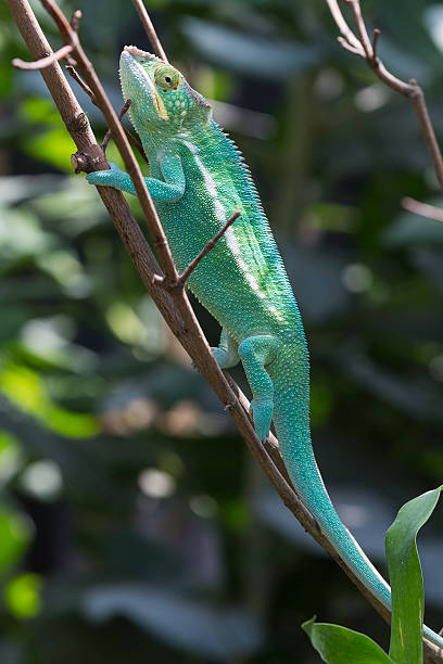 kameleon - chameleon madagascar wildlife bizarre zdjęcia i obrazy z banku zdjęć