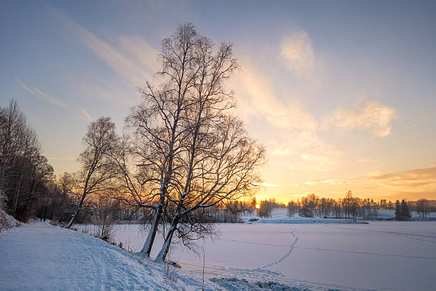 istock Birch trees at sunset in December, Bogstad Oslo Norway 530650491