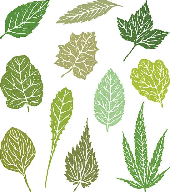 Vector illustration of various leaves