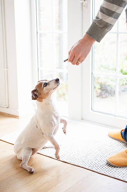 istock Man training Dog Handshake with a treat in his hand 530651715