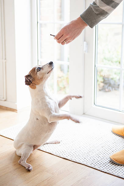 istock Man training Dog Begging with a treat in his hand 530651717