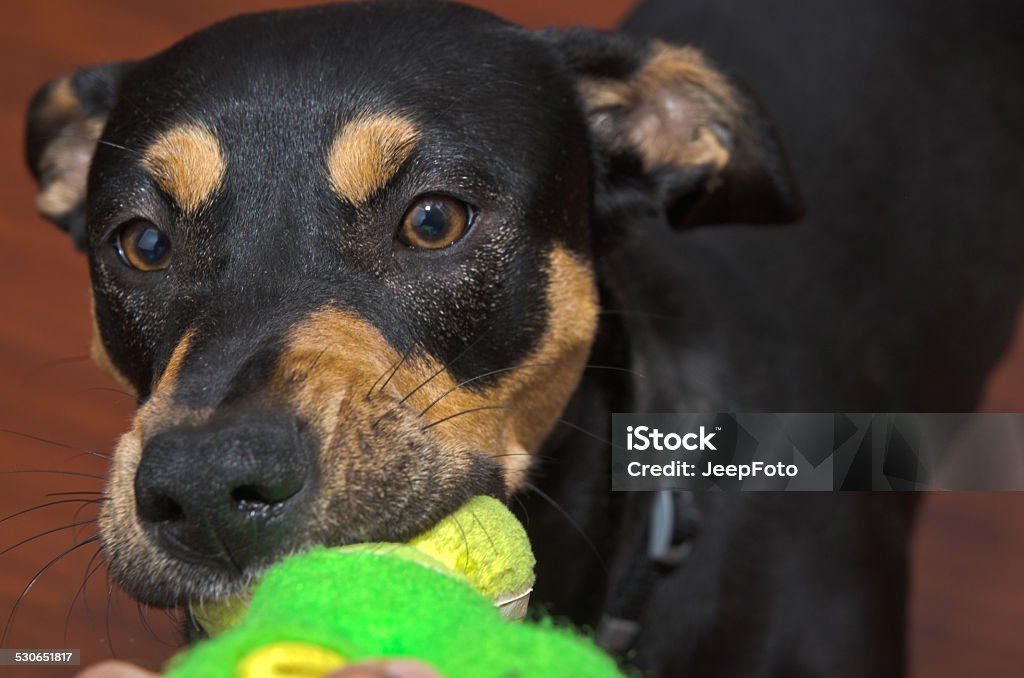 Manchester terrier mix playing with squeaky toy Dog Stock Photo