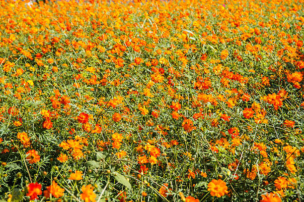 istock yellow cosmos flower in garden 530652593