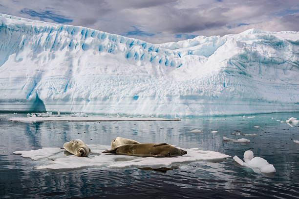 Seals on an Iceberg stock photo