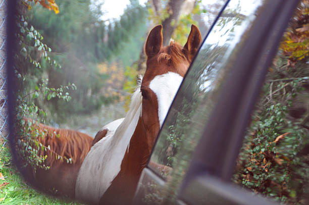 istock Horse in Truck Rear View Mirror 530658087