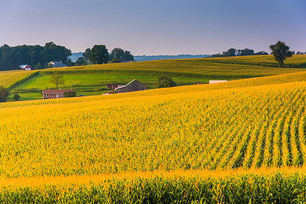 istock Corn fields in rural York County, Pennsylvania. 530658453