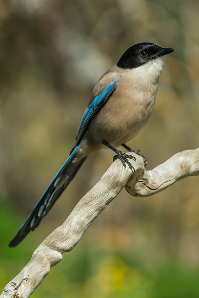 istock Cyanopica cyanus 530659973