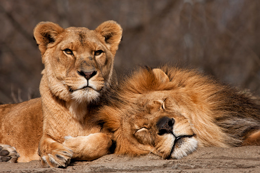 Male and female lion pair with male sleeping while female is on watch