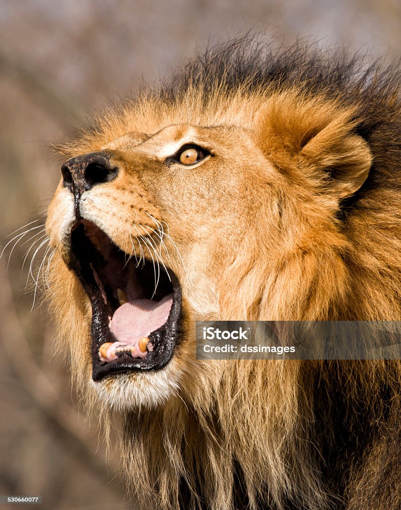 Roaring Lion Male lion letting out a fierce roar Animal Stock Photo