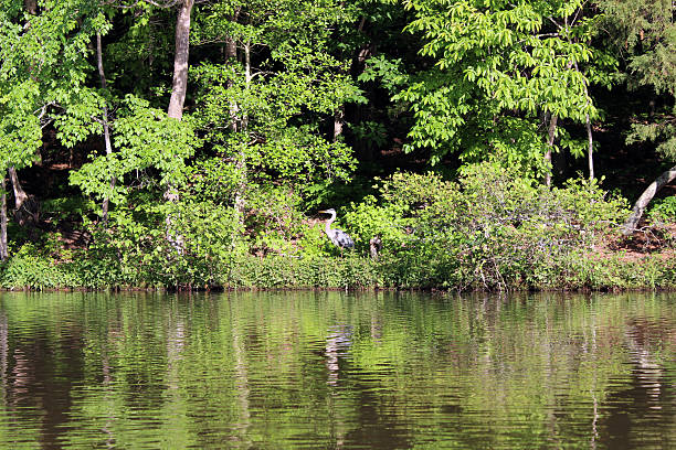 istock Lakeside Scene with Great Blue Heron Standing on Bank 530660233