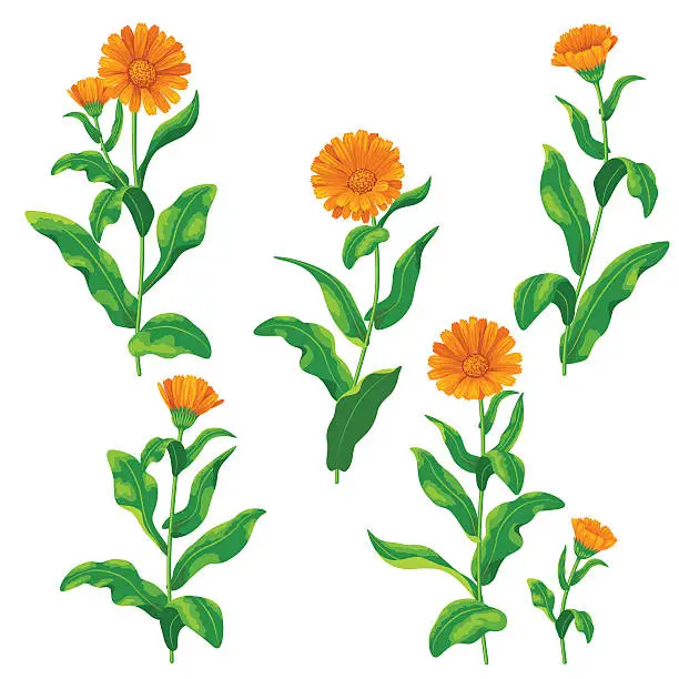 Vector illustration of Calendula flowers set